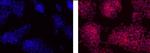 Rat IgG2a kappa Isotype Control in Immunocytochemistry (ICC/IF)