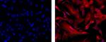 beta-3 Tubulin Monoclonal Antibody (2G10-TB3), eFluor™ 570, eBioscience™