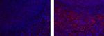 F4/80 Monoclonal Antibody (BM8), eFluor™ 570, eBioscience™