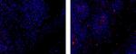 Rat IgG2b Secondary Antibody in Immunohistochemistry (Paraffin) (IHC (P))