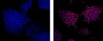 Mouse anti-Rat IgG2a Secondary Antibody, eFluor™ 570, eBioscience™