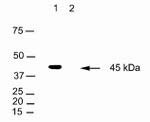 C/EBP beta Antibody in Western Blot (WB)