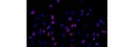 Ki-67 Antibody in Immunocytochemistry (ICC/IF)
