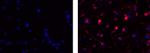 Mouse IgM Monoclonal Antibody (II/41), eFluor™ 570, eBioscience™