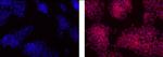 OCT3/4 Monoclonal Antibody (EM92), eFluor™ 570, eBioscience™