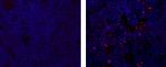 AIRE Monoclonal Antibody (TM-724), eFluor™ 570, eBioscience™
