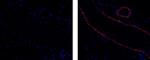 Alpha-Smooth Muscle Actin Monoclonal Antibody (1A4), eFluor™ 570, eBioscience™