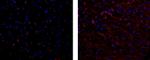 MAP2 Antibody in Immunohistochemistry (Paraffin) (IHC (P))