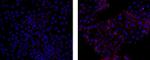 ZO-1 Monoclonal Antibody (R26.4C), eFluor™ 570, eBioscience™