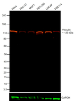 Vinculin Antibody in Western Blot (WB)