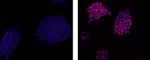 SOX2 Monoclonal Antibody (Btjce), eFluor™ 570, eBioscience™