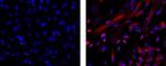 Nestin Monoclonal Antibody (10C2), eFluor™ 570, eBioscience™