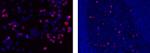 Phospho-Histone H2A.X (Ser139) Monoclonal Antibody (CR55T33), eFluor™ 570, eBioscience™