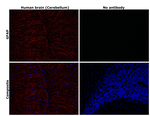 GFAP Antibody in Immunohistochemistry (Paraffin) (IHC (P))