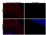 GFAP Antibody in Immunohistochemistry (Paraffin) (IHC (P))