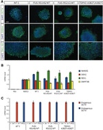TRA-1-60 Antibody in Immunocytochemistry (ICC/IF)