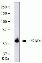 RUNX2 Monoclonal Antibody (ZR002)
