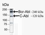 c-Abl Monoclonal Antibody (ZC015)