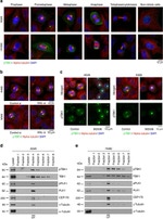 CEP170 Antibody in Western Blot (WB)
