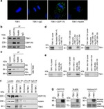 CEP170 Antibody in Western Blot, Immunocytochemistry, Immunoprecipitation (WB, ICC/IF, IP)
