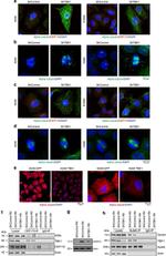 CEP170 Antibody in Western Blot, Immunocytochemistry, Immunoprecipitation (WB, ICC/IF, IP)