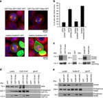 CEP170 Antibody in Western Blot, Immunoprecipitation (WB, IP)