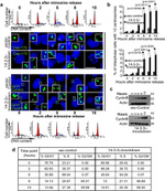 CEP170 Antibody in Immunocytochemistry, Flow Cytometry (ICC/IF, Flow)
