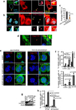 CEP170 Antibody in Immunocytochemistry (ICC/IF)