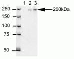 CEP170 Antibody in Immunoprecipitation (IP)