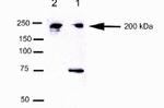 CEP170 Antibody in Western Blot (WB)