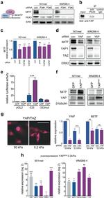 MiTF Antibody in Western Blot (WB)