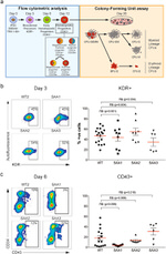 CD43 Antibody in Flow Cytometry (Flow)