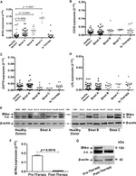 IBTK Antibody in Western Blot (WB)