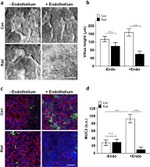 ZO-1 Antibody in Immunocytochemistry (ICC/IF)
