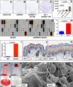 TARC Antibody in Immunohistochemistry (IHC)