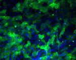 SSEA3 Antibody in Immunocytochemistry (ICC/IF)