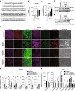 ZO-1 Antibody in Immunocytochemistry (ICC/IF)