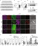 E-cadherin Antibody in Immunocytochemistry (ICC/IF)