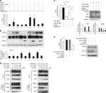 TIP60 Antibody in Western Blot (WB)