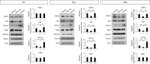 TIP60 Antibody in Western Blot (WB)