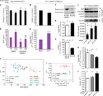 beta Amyloid Antibody in Western Blot (WB)