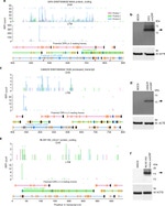 beta Actin Antibody in Western Blot (WB)