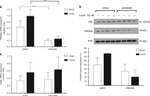 FAM46A Antibody in Western Blot (WB)