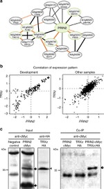 Myc Tag Antibody in Immunoprecipitation (IP)