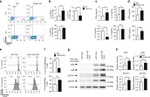IFN gamma Antibody in Flow Cytometry (Flow)