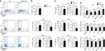 IFN gamma Antibody in Flow Cytometry (Flow)