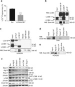 DOCK1 Antibody in Immunoprecipitation (IP)