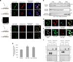 Myc Tag Antibody in Western Blot (WB)