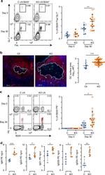 GL7 Antibody in Immunocytochemistry (ICC/IF)