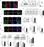 GAPDH Loading Control Antibody in Western Blot (WB)